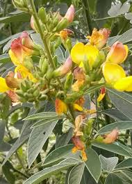 Image result for Blepharispermum pubescens