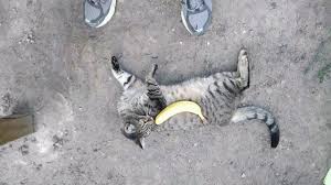 The banana cat bed features a peelable banana peel that allows your cat to sneak in and out while still having the privacy they require. Banana For Scale Know Your Meme