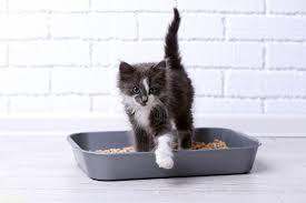 kak priuchit kota k lotku priuchenie kotenka k lotku s napolnitelem