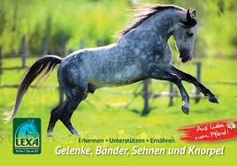 Gesunde Sehnen Beim Pferd Lexa