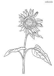 The article includes the most popular flowers found across the world with some factual information. Flowers Coloring Pages Free Printable Flower Coloring Sheets