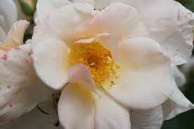 Image result for Rosaceae