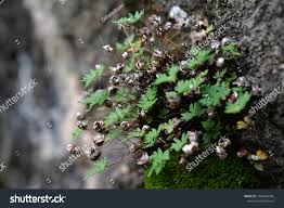 Image result for Aleuritopteris