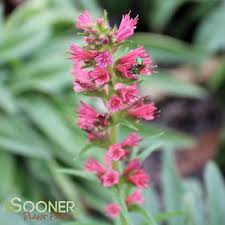 Image result for Echium