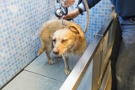 While we do not have a dog, i think adding a puppy shower to your laundry room is ingenious! 9 Ideas To Make Your Laundry Room More Functional Spectrum Homes Portland