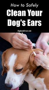 How To Clean Your Dog S Ears In 2020 Dog Ear Cleaning Dogs Ears Dog Care Tips