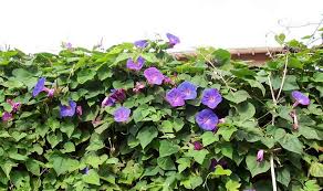 Image result for Ipomoea chloroneura