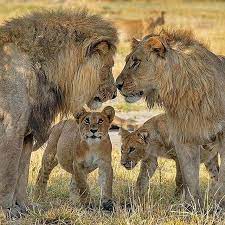 Lion Family Animals Beautiful Lion Pictures Animals