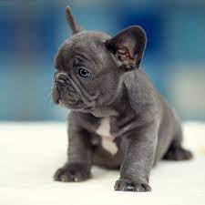 Sweet, playful, loves to learn new tricks and cuddles on the couch. Our Breeding French Bulldog Breed