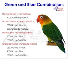 Efficient Opaline Breeding Chart 2019