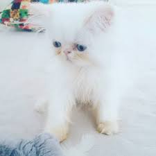 Irankedisisahiplendirme Irankedisi Kedi Cat Like Ins Cats Kittens Animals