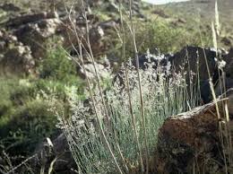 Image result for Tricholaena