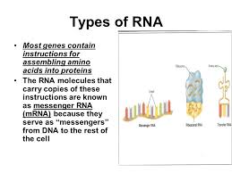 Dna contains the instructions to build proteins, but does not itself do any chemistry. Dna And Rna Ppt Download