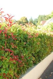 Glanzmispel In 2020 Heckenpflanzen Pflanzen Mispel