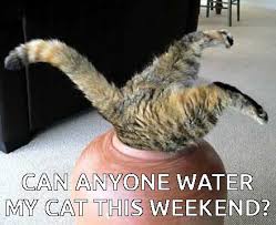 Cat Plant Meme We Heart It Image 2844600 On Favim Com