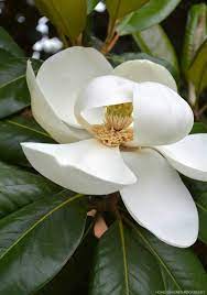 What does the magnolia symbolize? A Scent Sational Duo Magnolia And Gardenia Home Is Where The Boat Is