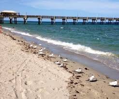 Lloyd beach state park is the last remaining undeveloped beach and quite possibly the nicest natural place in all of broward county! John U Lloyd Beach State Park State Parks Dania Beach Beach