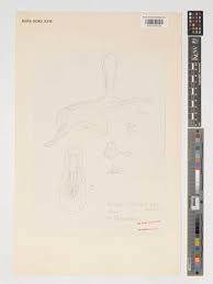 Image result for Eulophia caricifolia