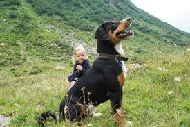 Image result for sedmihradský honič