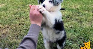 Black And Brown Border Collie Puppy Cute Blue Merle Border Collie Collie Puppies Border Collie Puppies Collie Dog