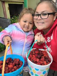 Picking salmonberries in Los Anchorage, Alaska for akutaq recipe