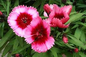 How To Deadhead Dianthus Flowers Hunker Dianthus Flowers Deadheading Flowers Sweet William Flowers