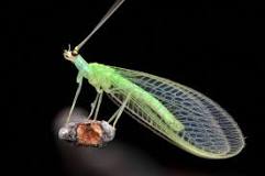 Image result for how do i get rid of green lacewing
