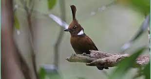 Perbedaan Burung Cililin Coklat Dan Hitam Burung Hewan Peliharaan Burung Gagak