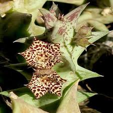 Image result for Orbea carnosa