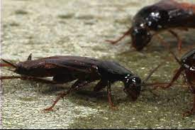 Hedgehogs would eat roaches if they catch them. Cockroach Food Diet What Roaches Eat Baiting Methods
