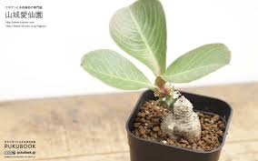 Image result for Monadenium spinulosum