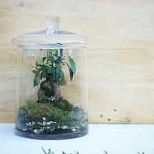 This tree is planted in a 3d printed bonsai pot and is styled to look like a miniature version of the lar. Tablespoon Of Earth Terrariums And Kokedamas Take A Spoonful Of Nature Away With You