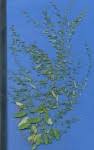 Image result for Phyllanthus nummulariifolius