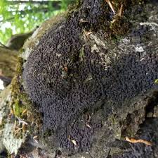 Image result for Hypoxylon multiforme
