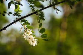 The season of vibrant blossoms and sweet scents is almost here. 8 Different Types Of Locust Trees Their Uses Trees Com