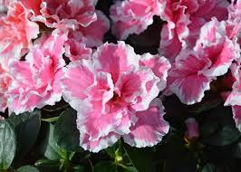 Check spelling or type a new query. Are Azaleas Poisonous To Cats Pets Byte