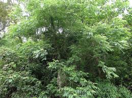 Image result for Tetradium glabrifolium