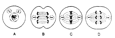 We did not find results for: Https Wheatleysch Enschool Org Pdfs Schwartzm Mitosis 20review 20answers Pdf