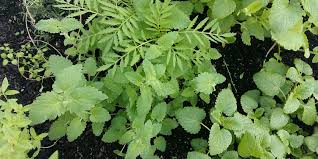 The lowest prices were around $69,000, the highest sales price at $890,000, the average. Six Things You Need To Know When Starting Your Condo Garden Evergreen