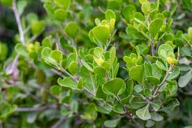 Image result for Searsia acuminatissima