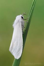 Black And White Spotted Moth Pa Pin By Lilly Lu On Arthropods Butterflies And Moths Moth Beautiful Butterflies Insects