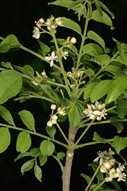 Image result for Clausena anisata