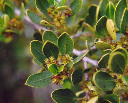 Image result for Rhamnus
