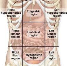 The abdomen can be divided into quadrants or regions to describe the location of an organ or structure. Abdominal Regions And Quadrants Body Anatomy Anatomy And Physiology Textbook Human Anatomy And Physiology