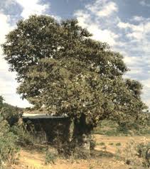 Image result for Cordia africana