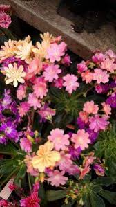 Removing excess skin, exposing the head. Exploring Hood Canal In The Spring Thurstontalk