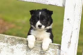 What does this mixed breed look and act like? Seriose Border Collie Zuchter Finden Mybordercollie De