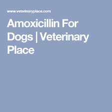Amoxicillin For Dogs Veterinary Place Meds For Dogs Dog Medicine Puppy Medication