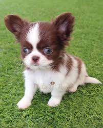 El chihuahua es perro pequeño y tiene el pelaje largo y liso o ligeramente ondulado, en colores que van del beis al negro. Chihuahua De Pelo Largo Perros Chihuahua Cachorros Cachorros Graciosos