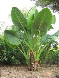 Bird Of Paradise Plant Leaves Curling Alocasia Borneo Giant Elephant Ear Plant Alocasia Plant Elephant Ears